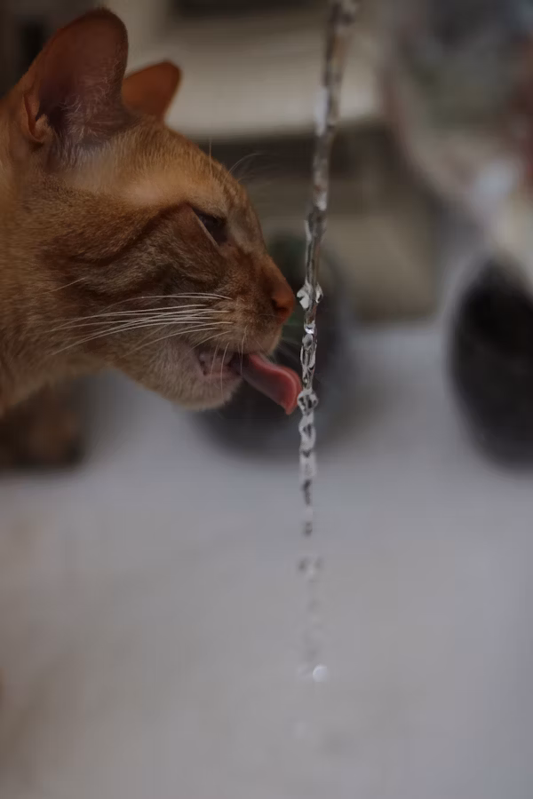 Orange tabby cat drinking water from a running stream, tongue out and focused on hydration.